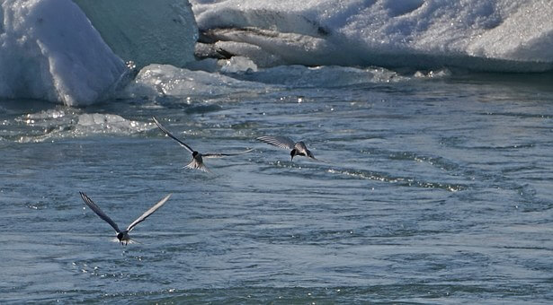 glacial-lake-889783__340